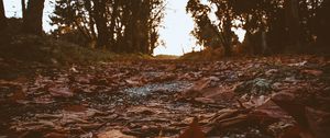 Preview wallpaper path, foliage, dry, autumn, trees, nature