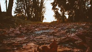 Preview wallpaper path, foliage, dry, autumn, trees, nature