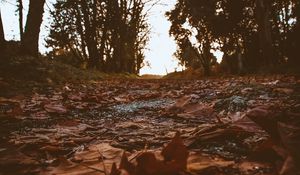 Preview wallpaper path, foliage, dry, autumn, trees, nature