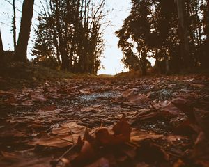 Preview wallpaper path, foliage, dry, autumn, trees, nature