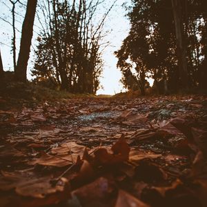 Preview wallpaper path, foliage, dry, autumn, trees, nature