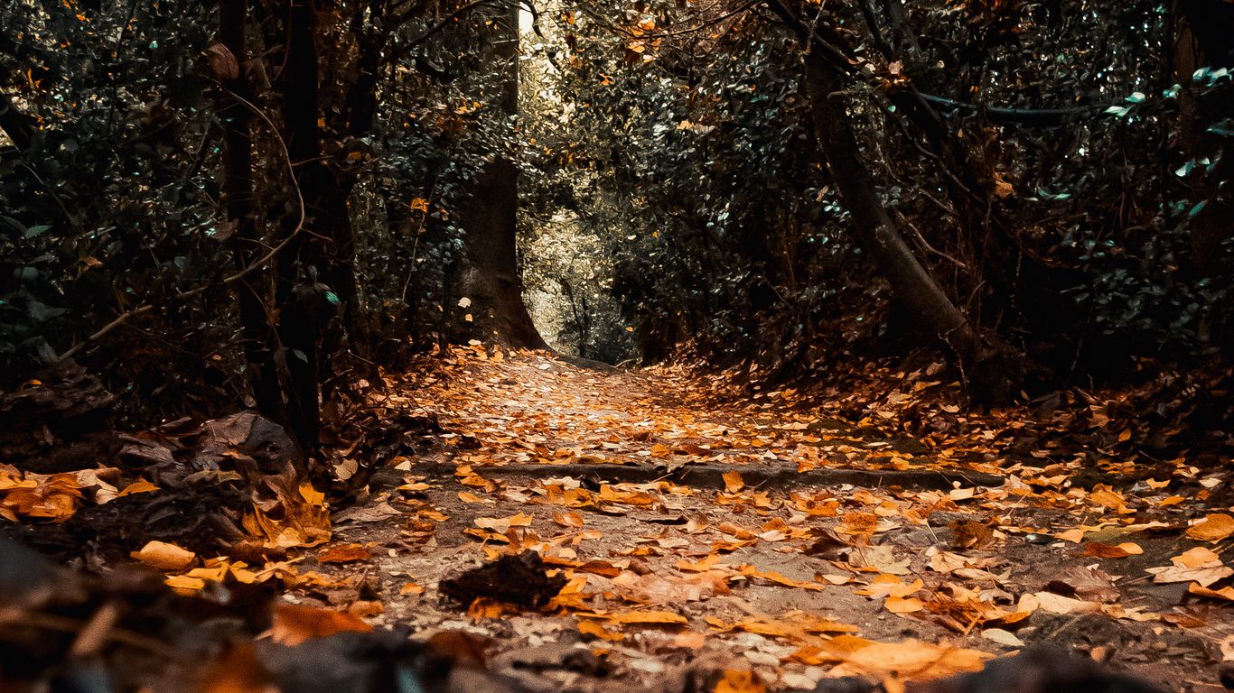 Download Wallpaper 1366x768 Path Foliage Trees Autumn Nature Tablet