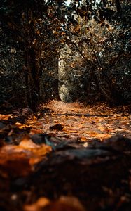 Preview wallpaper path, foliage, trees, autumn, nature