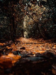 Preview wallpaper path, foliage, trees, autumn, nature
