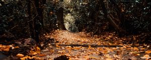 Preview wallpaper path, foliage, trees, autumn, nature