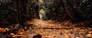 Preview wallpaper path, foliage, trees, autumn, nature