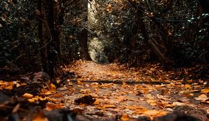 Preview wallpaper path, foliage, trees, autumn, nature