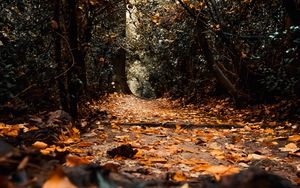 Preview wallpaper path, foliage, trees, autumn, nature
