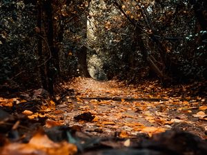 Preview wallpaper path, foliage, trees, autumn, nature