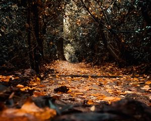 Preview wallpaper path, foliage, trees, autumn, nature