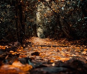 Preview wallpaper path, foliage, trees, autumn, nature