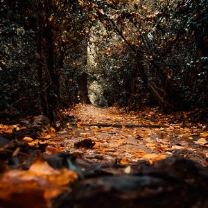 Preview wallpaper path, foliage, trees, autumn, nature