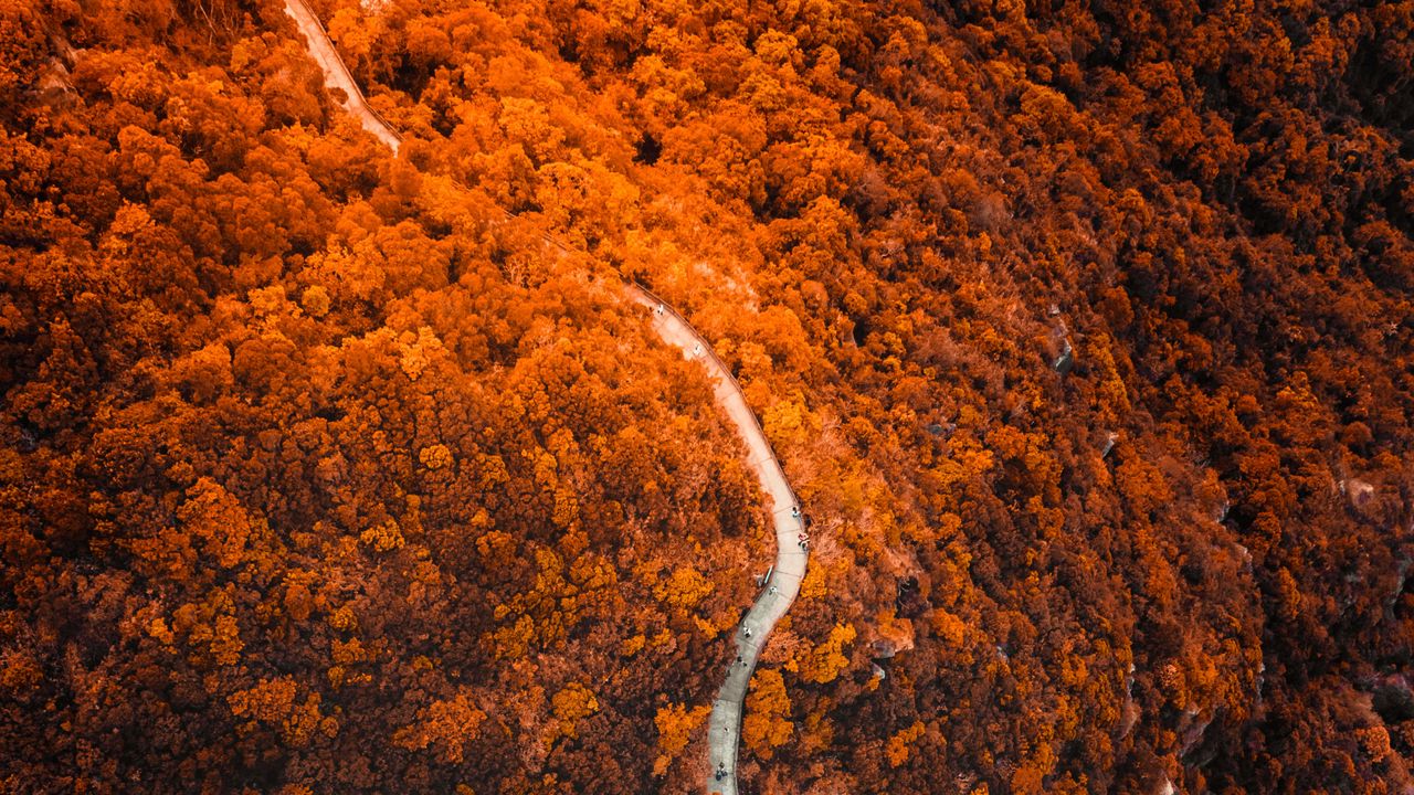 Wallpaper path, forest, aerial view, slope, mountain