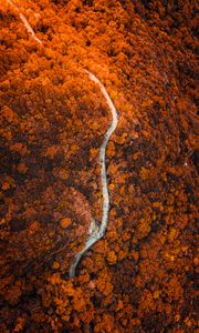 Preview wallpaper path, forest, aerial view, slope, mountain