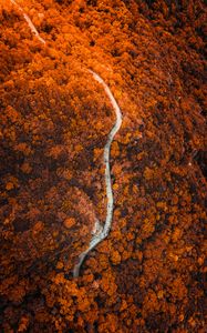 Preview wallpaper path, forest, aerial view, slope, mountain