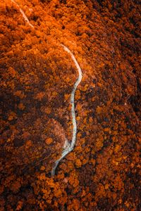 Preview wallpaper path, forest, aerial view, slope, mountain