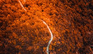 Preview wallpaper path, forest, aerial view, slope, mountain