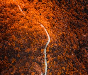 Preview wallpaper path, forest, aerial view, slope, mountain