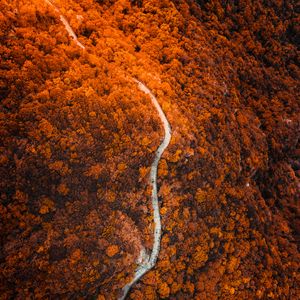 Preview wallpaper path, forest, aerial view, slope, mountain