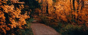 Preview wallpaper path, forest, autumn, trees, nature