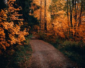 Preview wallpaper path, forest, autumn, trees, nature