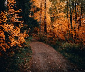 Preview wallpaper path, forest, autumn, trees, nature