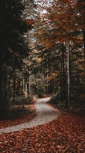 Preview wallpaper path, forest, autumn, fallen leaves, nature