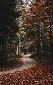 Preview wallpaper path, forest, autumn, fallen leaves, nature