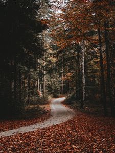 Preview wallpaper path, forest, autumn, fallen leaves, nature