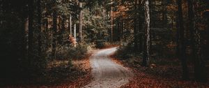 Preview wallpaper path, forest, autumn, fallen leaves, nature