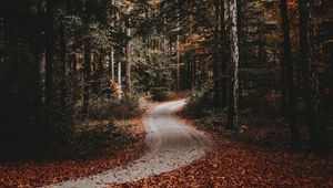 Preview wallpaper path, forest, autumn, fallen leaves, nature