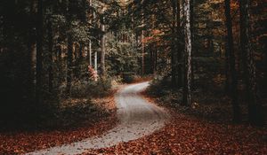 Preview wallpaper path, forest, autumn, fallen leaves, nature