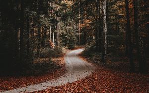 Preview wallpaper path, forest, autumn, fallen leaves, nature