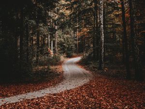Preview wallpaper path, forest, autumn, fallen leaves, nature