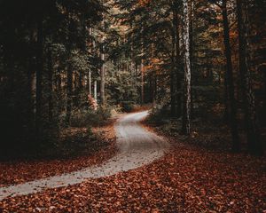 Preview wallpaper path, forest, autumn, fallen leaves, nature