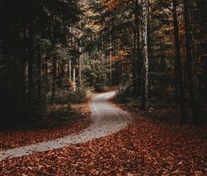 Preview wallpaper path, forest, autumn, fallen leaves, nature