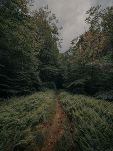 Preview wallpaper path, forest, ferns, trees