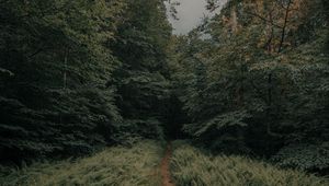 Preview wallpaper path, forest, ferns, trees