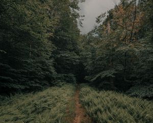 Preview wallpaper path, forest, ferns, trees