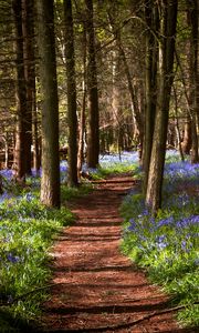Preview wallpaper path, forest, flowers, trees, landscape