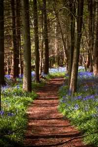 Preview wallpaper path, forest, flowers, trees, landscape
