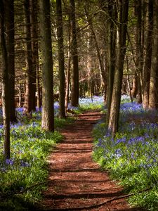 Preview wallpaper path, forest, flowers, trees, landscape