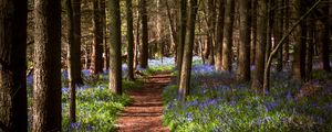 Preview wallpaper path, forest, flowers, trees, landscape