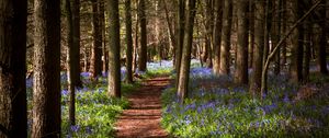 Preview wallpaper path, forest, flowers, trees, landscape