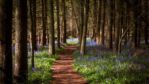 Preview wallpaper path, forest, flowers, trees, landscape