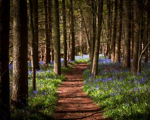 Preview wallpaper path, forest, flowers, trees, landscape