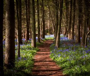 Preview wallpaper path, forest, flowers, trees, landscape