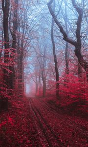 Preview wallpaper path, forest, fog, trees, red