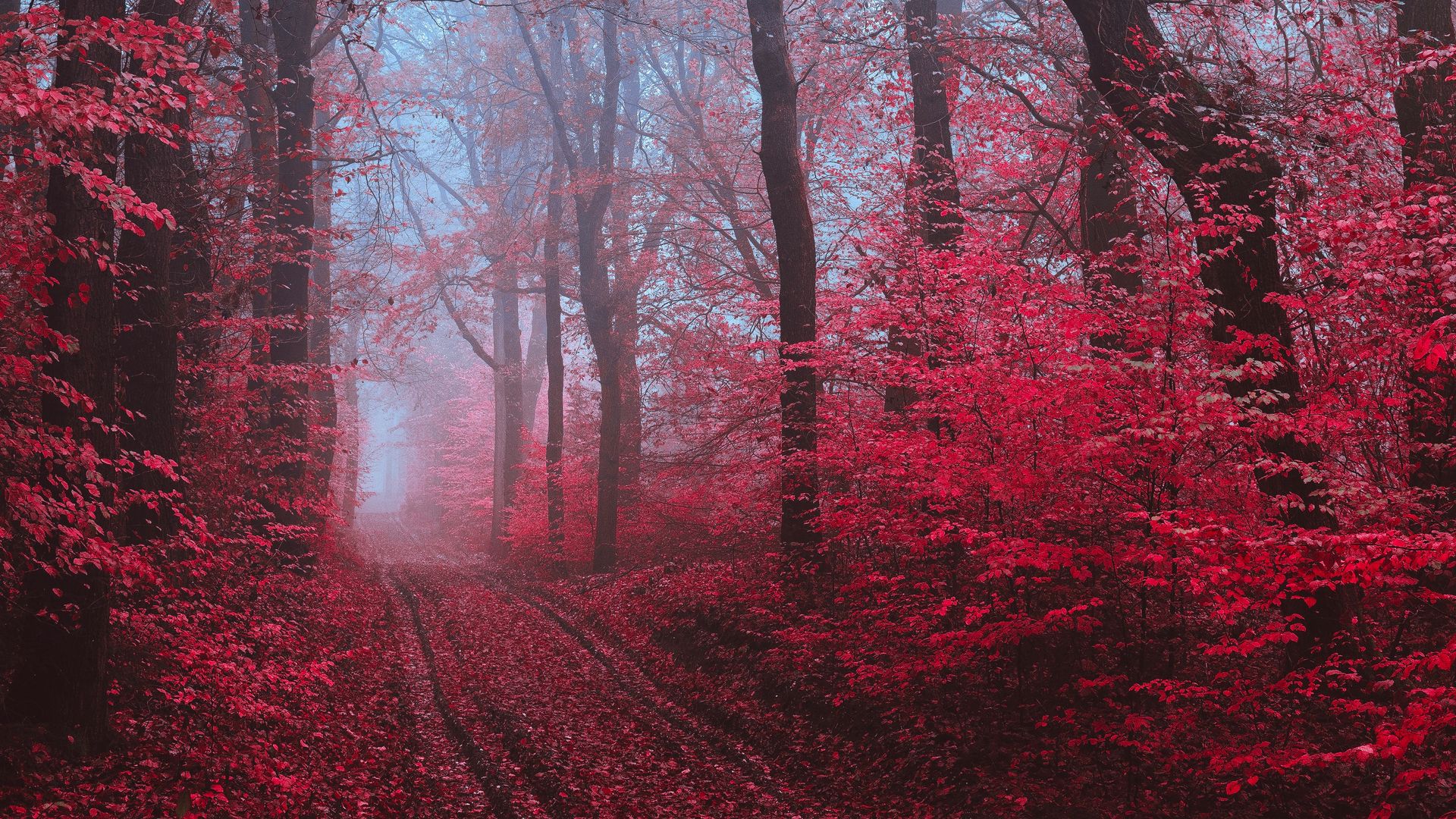 HD wallpaper red forest nature  Wallpaper Flare