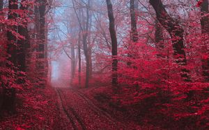 Preview wallpaper path, forest, fog, trees, red